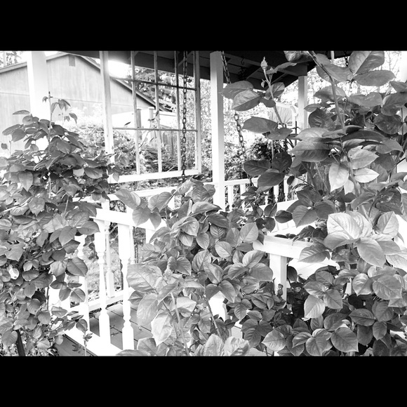 Meet your Posher, Chloe - Picture 1 of 1